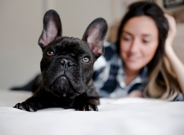 French Bulldog Puppies for Sale in Atlanta