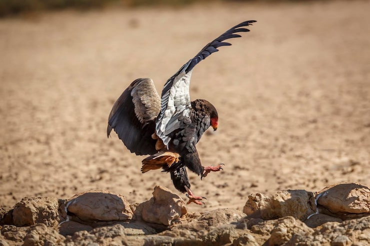 How Goose Hunting Services Work: Guided, Guided-Only, and Self-Guided Options